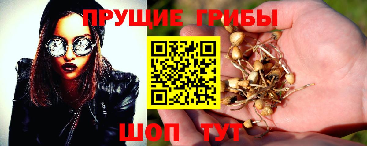 Галлюциногенные грибы Psilocybine cubensis  Вход с VPN  Саров  Галлюциногенные грибы Psilocybine cubensis 